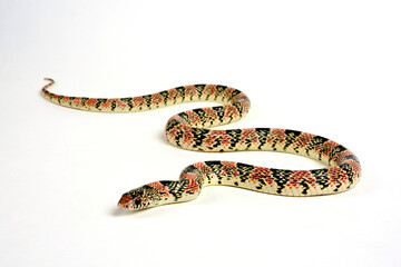 Long-nosed snake // Langnasennatter (Rhinocheilus lecontei)