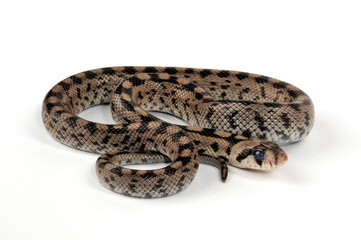 young ladder snake // junge Treppennatter (Zamenis scalaris / Rhinechis scalaris)