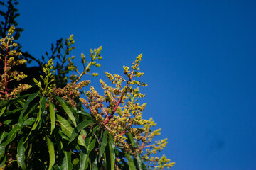 MANGO TREE BLOSSOMS ANNOUNCING TROPICAL SPRING