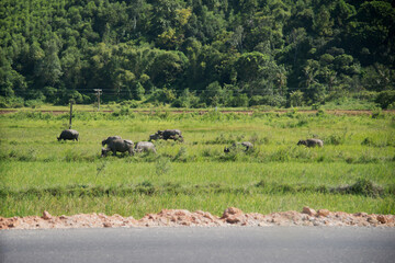 Fototapeta na wymiar Water buffalos along the road. Herd with two young buffalos. Green landscape, rail track on the background. Vietnam