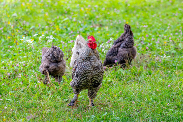 Rooster and chickens graze in the garden on the grass