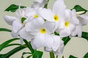 flor de Jasmim manga branco