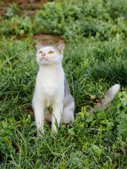 A young cat with white and gray fur sits in the garden on the grass and looks up