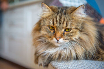beautiful fluffy gray cat lies on a chair. High quality photo