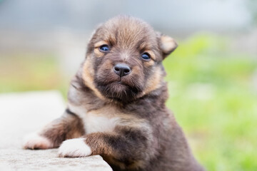The cute little puppy stands on its hind legs, leaning on the rise, and looks ahead