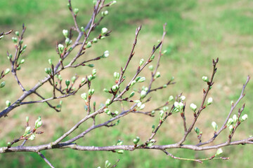 Sakura branch with swollen buds. Spring flowering garden