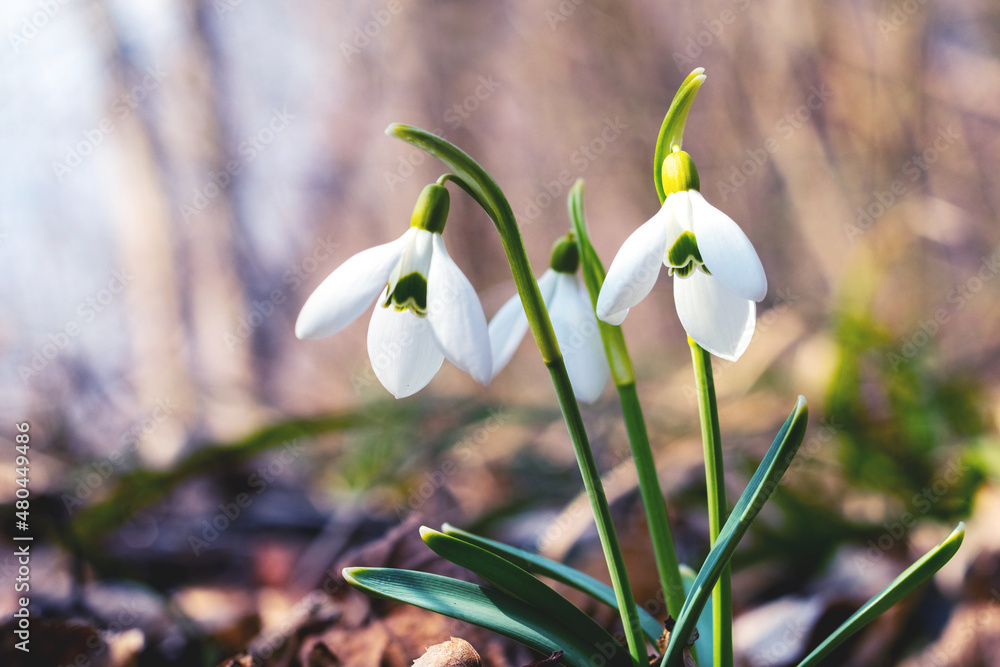 Poster white snowdrops in the forest on a background of trees in sunny weather