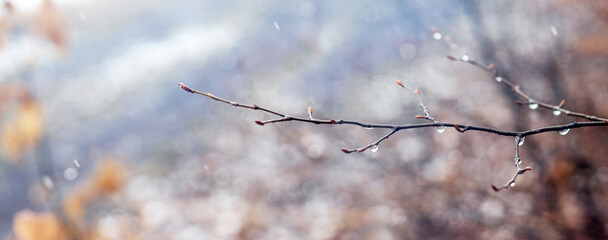 Raindrops on a bare branch in the spring during the melting snow