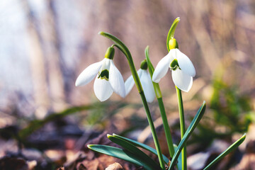 White snowdrops in the forest on a background of trees in sunny weather