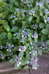 The flowers and foliage of 'Blue Billow' hydrangea (Hydrangea serrata 'Blue Billow')