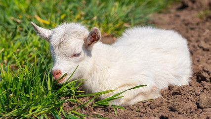 Naklejka na ściany i meble A small white goat lies in the garden near the green grass