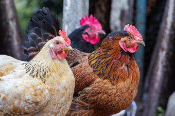 Chickens of different colors close up on the farm