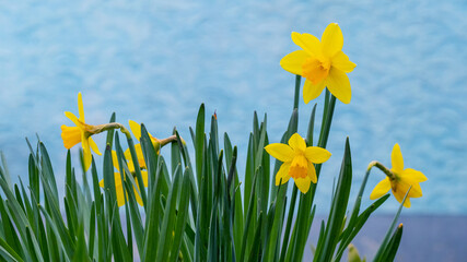 Yellow daffodils on a light blue background