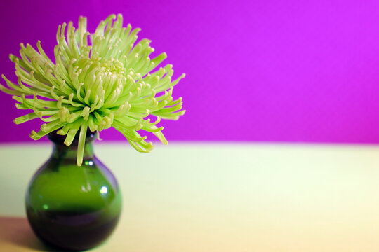 A fresh, green spider mum flower in a vase against a purple and green background, with copy space