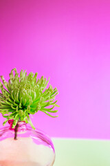 Obraz premium A fresh, green spider mum flower in a vase against a magenta-pink background, with copy space