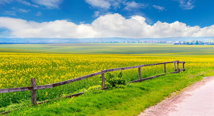 Field with flowering rapeseed and picturesque sky in sunny weather, wooden fence near the field with flowering rapeseed