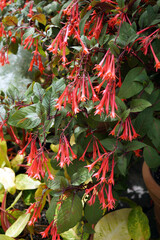 A plant of Fuchsia 'Gartenmeister Bonstedt' in flower