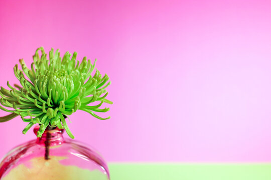 A fresh, green spider mum flower in a vase against a pink background, with copy space