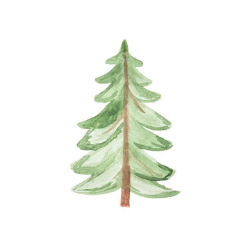 Hand-drawn watercolor green Christmas tree isolated on white background.