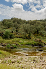 Parque nacional de Monfragüe en Extremadura España en primavera dehesas y paisaje natural