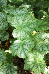 The woodland wildflower known as American alumroot (Heuchera americana) in foliage in dappled shade