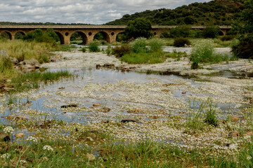 Fototapeta na wymiar Espacio natural de interés ornitológico ZEC Río Almonte en la Red Natura de Extremadura. Río natural con vegetación de ribera y encinar en dehesa.