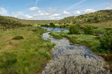 Fototapeta na wymiar Espacio natural de interés ornitológico ZEC Río Almonte en la Red Natura de Extremadura. Río natural con vegetación de ribera y encinar en dehesa.