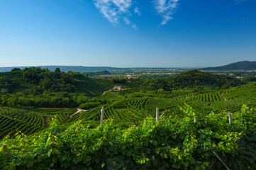 Fototapeta na wymiar Cartizze vineyards valdobbiadene italy