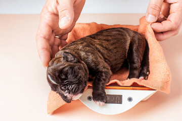 Male hands put on the scales of a small newborn puppy of a German boxer, the first care, examination of pets after giving birth to a dog.