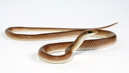 Schnabelnasennatter // Rufous Beaked Snake (Rhamphiophis rostratus)