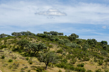Obraz premium Parque nacional de Monfragüe en Extremadura España en primavera dehesas y paisaje natural