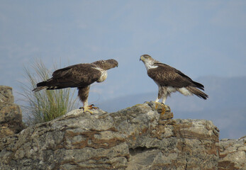 Aguila fasciata. Perdicera. Pareja. Macho y hembra. Buche lleno. Garras, sangre.