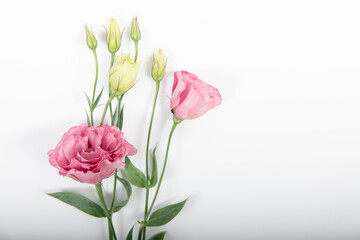 Obraz premium Pink peony with two blooms and buds on white background