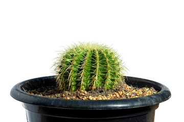 Opuntia cactus isolated on white background