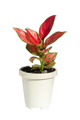 Green Red potted plant, trees in the pot isolated on white background.
