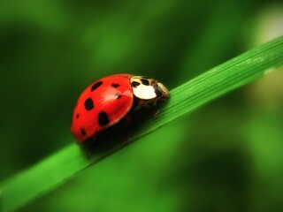 ladybug on leaf