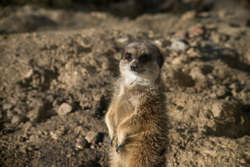 Portrait of meerkat standing on the land