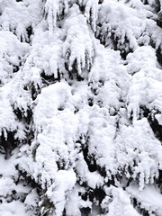 beautiful snowy background on christmas tree