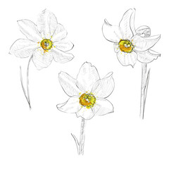 Vector Narcissus floral botanical flower. Wild spring leaf wildflower isolated. Isolated narcissus illustration element on white background.