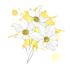 Vector Narcissus floral botanical flower. Wild spring leaf wildflower isolated. Isolated narcissus illustration element on white background.