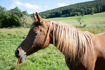 portrait of a brown horse