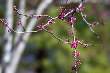 Spring redBud blossoms kings landing park calvert county southern maryland usa