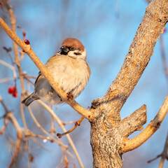 Sparrow on the branches, close-up.