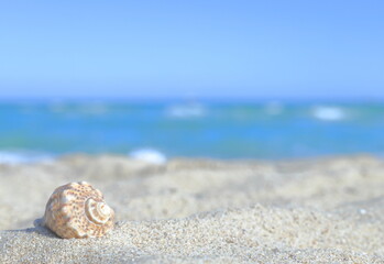 Blurred background of the sea, shell, on the sand, on the shore