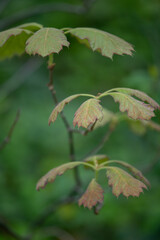Oak leaves in early spring with fresh green background 