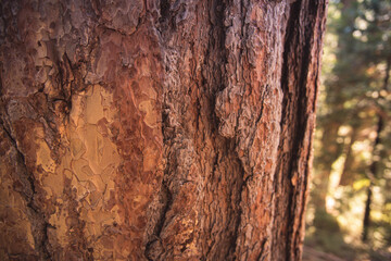 Sequoia and Redwood National Forests in California Wilderness