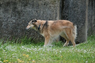 Chien de profil .