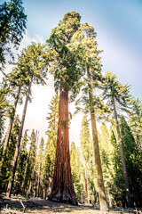 Sequoia and Redwood National Forests in California Wilderness