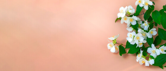 On a pastel background with a sprig of jasmine. Close up, copy space