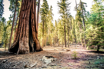 Sequoia and Redwood National Forests in California Wilderness